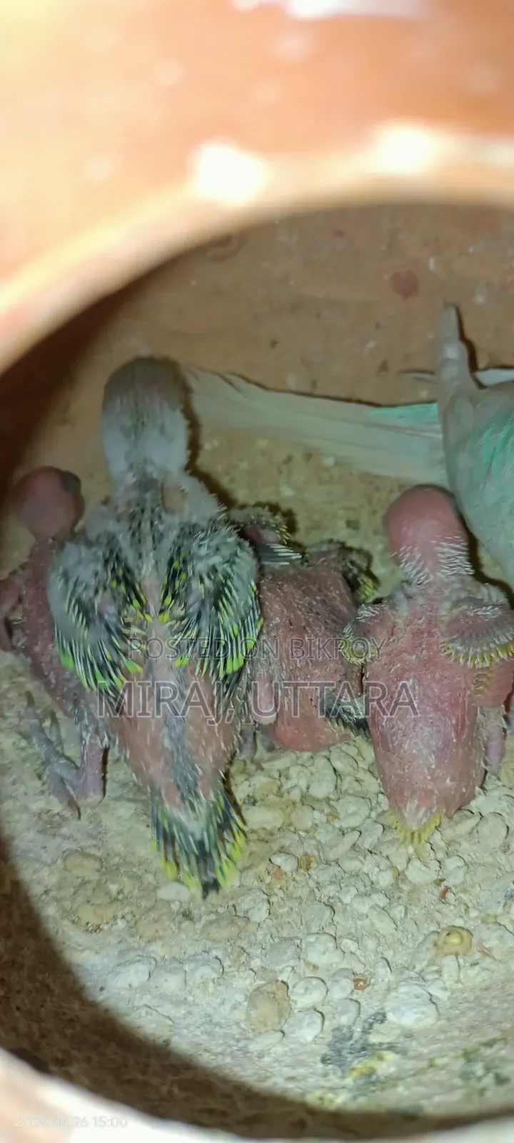 Budgerigar birds for sale. All are running and breeding.