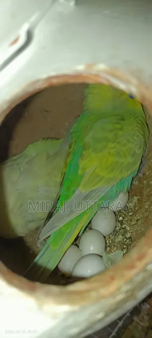 Budgerigar birds for sale. All are running and breeding.