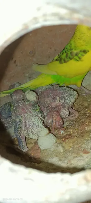 Budgerigar birds for sale. All are running and breeding.