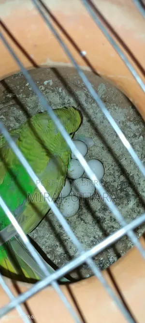 Budgerigar birds for sale. All are running and breeding.