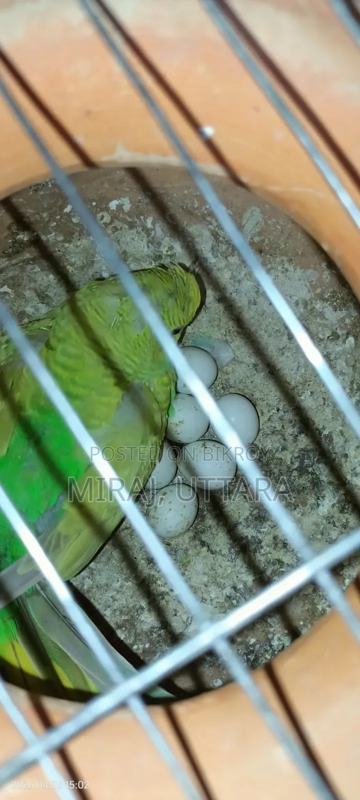Budgerigar birds for sale. All are running and breeding.
