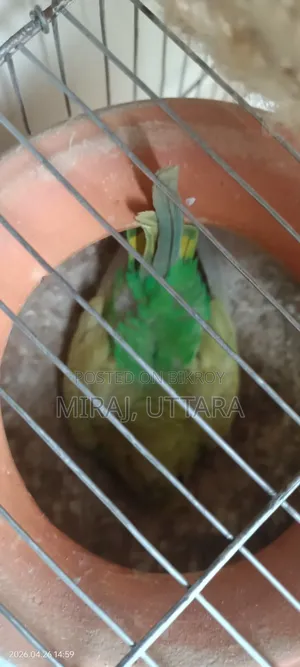 Budgerigar birds for sale. All are running and breeding.