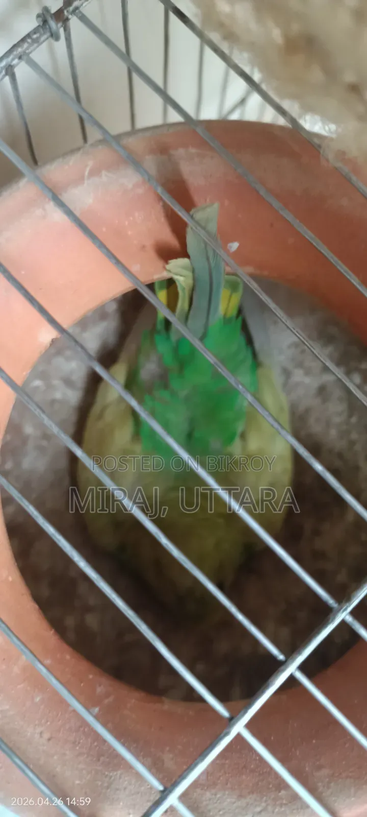 Budgerigar birds for sale. All are running and breeding.