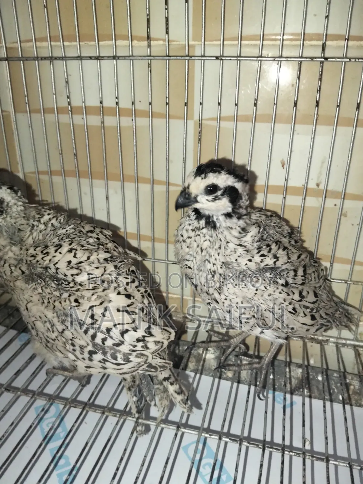 Snowflake Bobwhite Adult