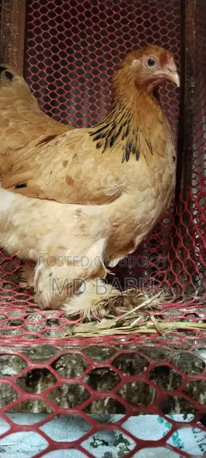 Brahma Columbia Chicken, 5.5 Months Old