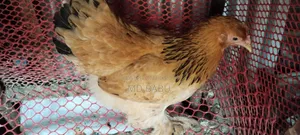 Brahma Columbia Chicken, 5.5 Months Old
