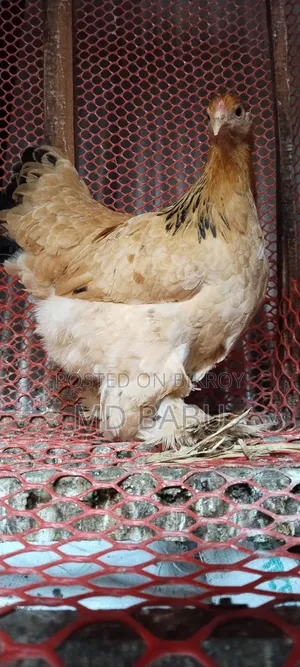 Brahma Columbia Chicken, 5.5 Months Old