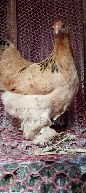 Brahma Columbia Chicken, 5.5 Months Old