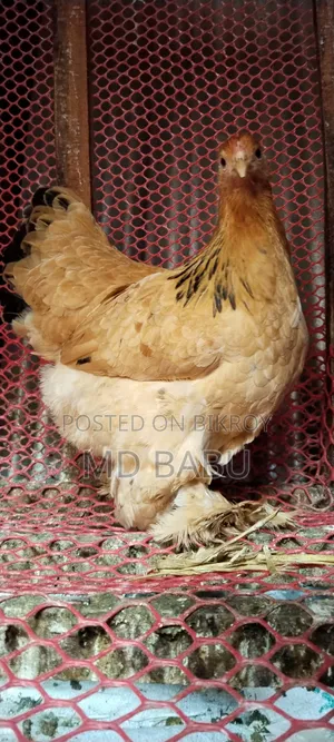 Brahma Columbia Chicken, 5.5 Months Old