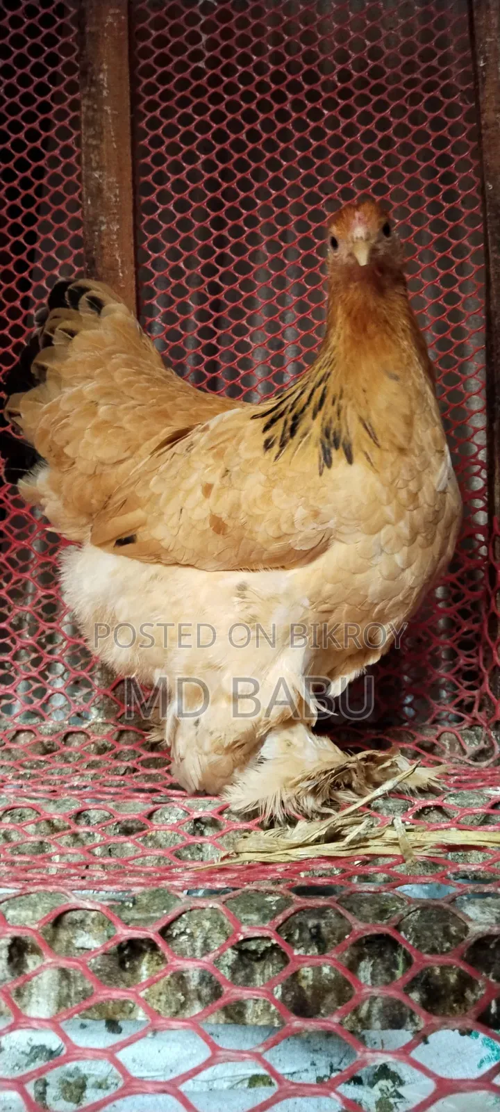 Brahma Columbia Chicken, 5.5 Months Old