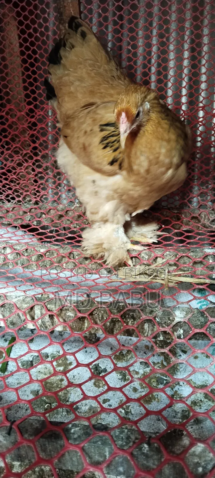 Brahma Columbia Chicken, 5.5 Months Old
