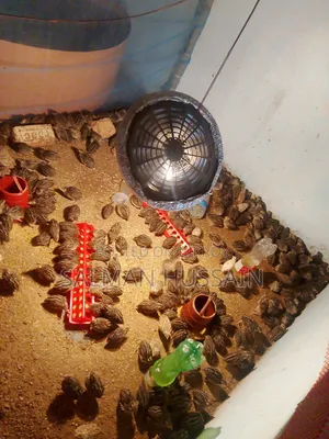 18-Day-Old Hybrid Quail Birds Available