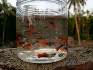 High-Quality Guppy Fish