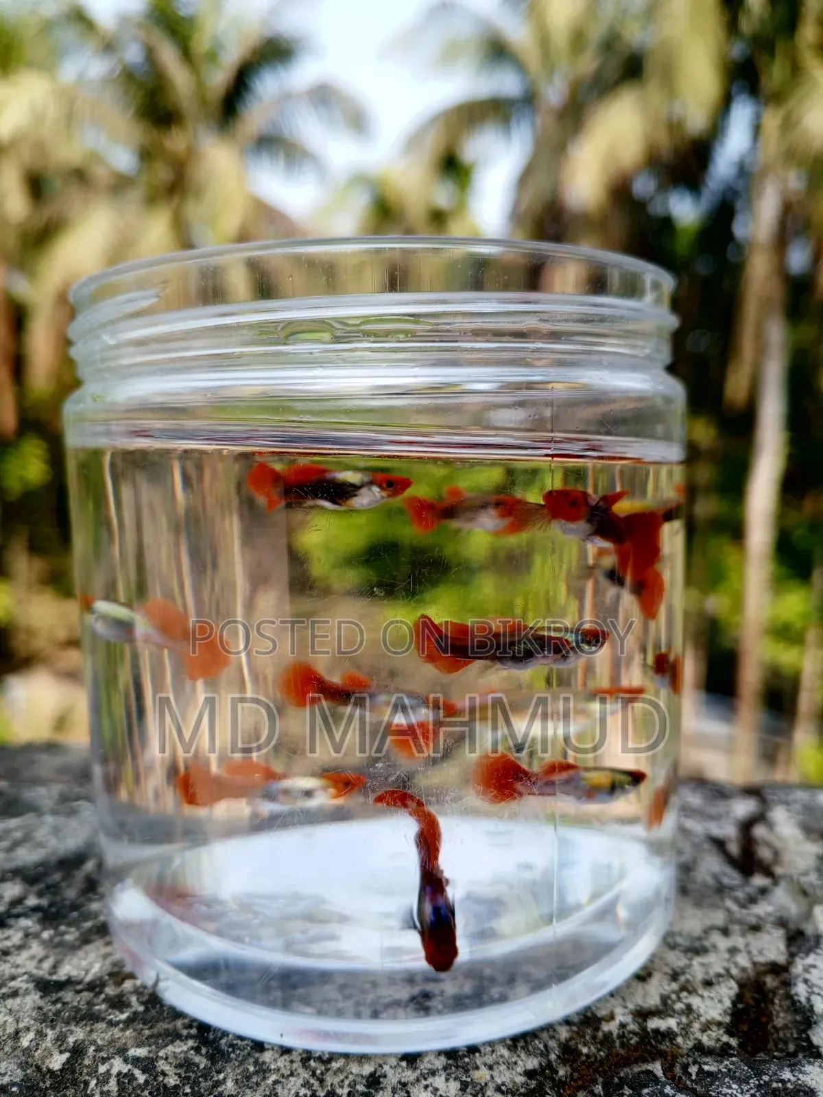 High-Quality Guppy Fish