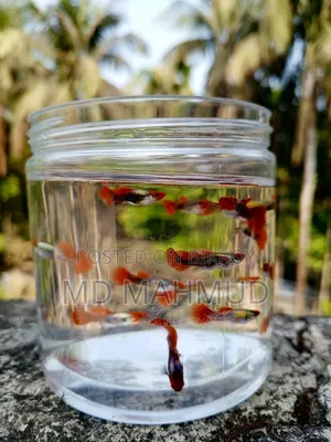 High-Quality Guppy Fish