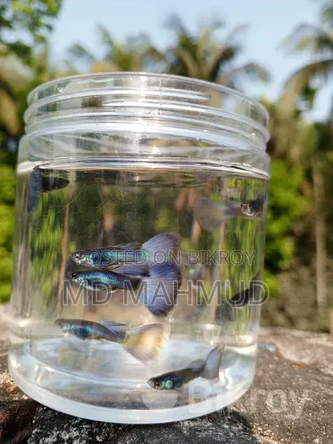 High-Quality Guppy Fish