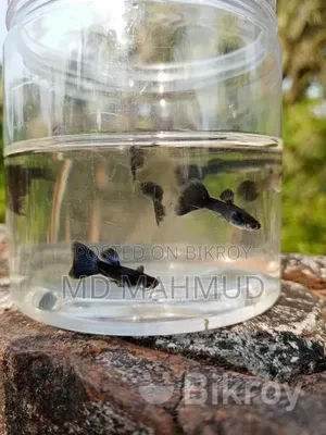 High-Quality Guppy Fish
