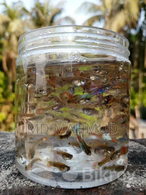 High-Quality Guppy Fish