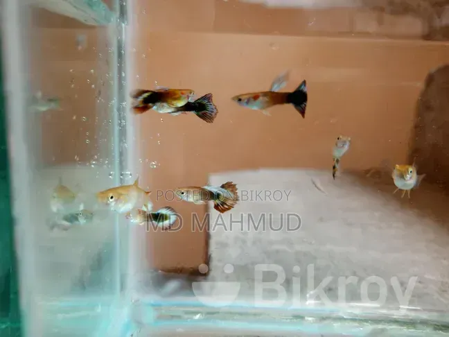 High-Quality Guppy Fish
