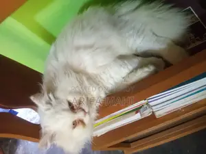 6-12 Months Female Purebred Persian
