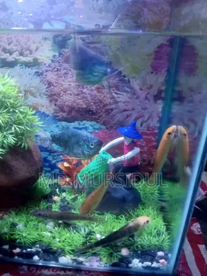 Large Healthy Pleco (Sucker Fish) For Sale