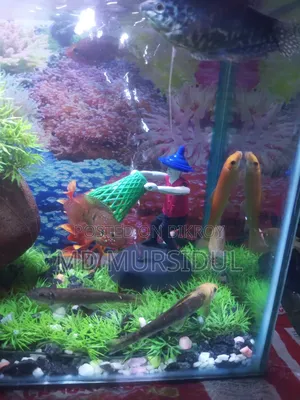 Large Healthy Pleco (Sucker Fish) For Sale