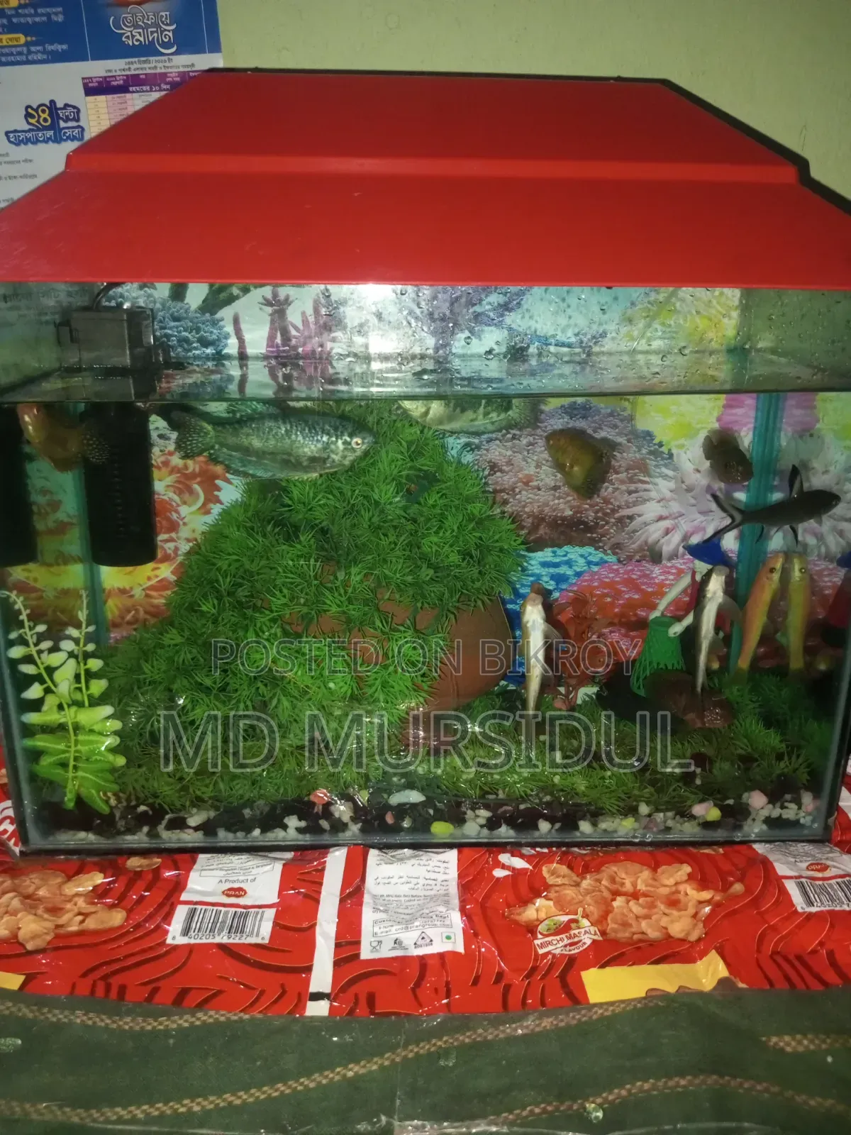 Large Healthy Pleco (Sucker Fish) For Sale