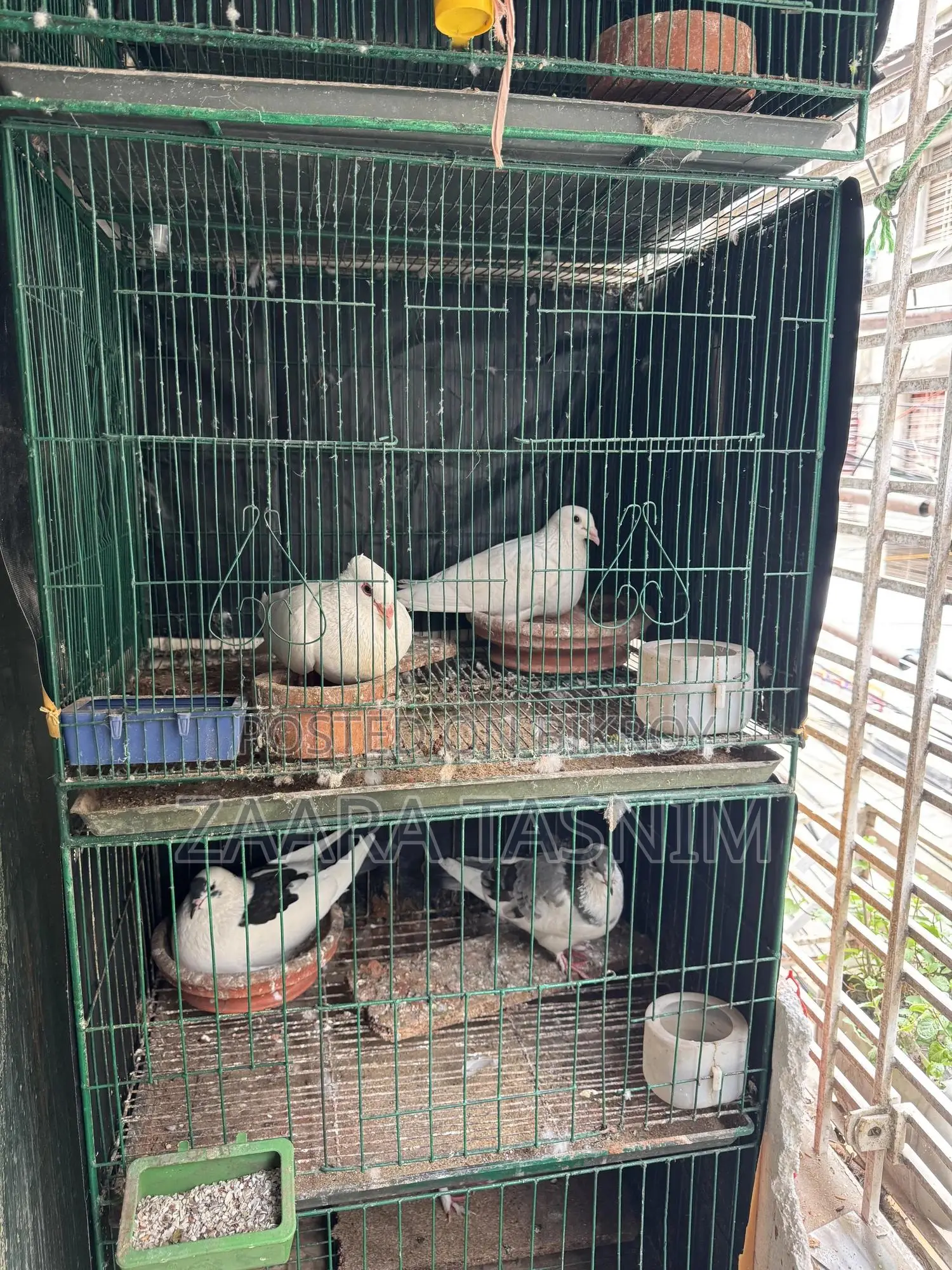 Pigeon Full Setup