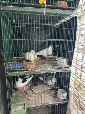 কবুতর সহ ফুল সেটআপ
