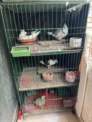 Pigeon Full Setup