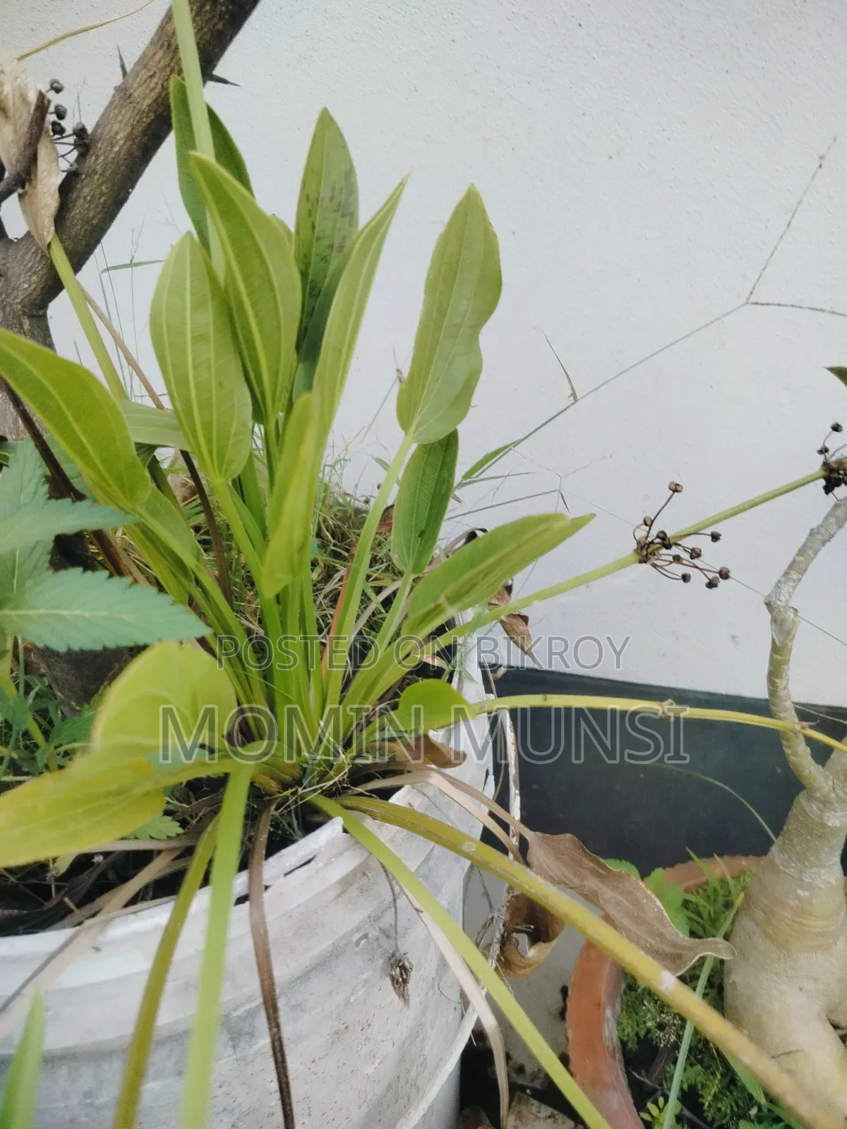 Amazon Sword Lily Plant