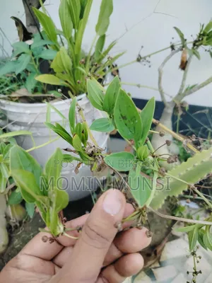 Amazon Sword Lily Plant