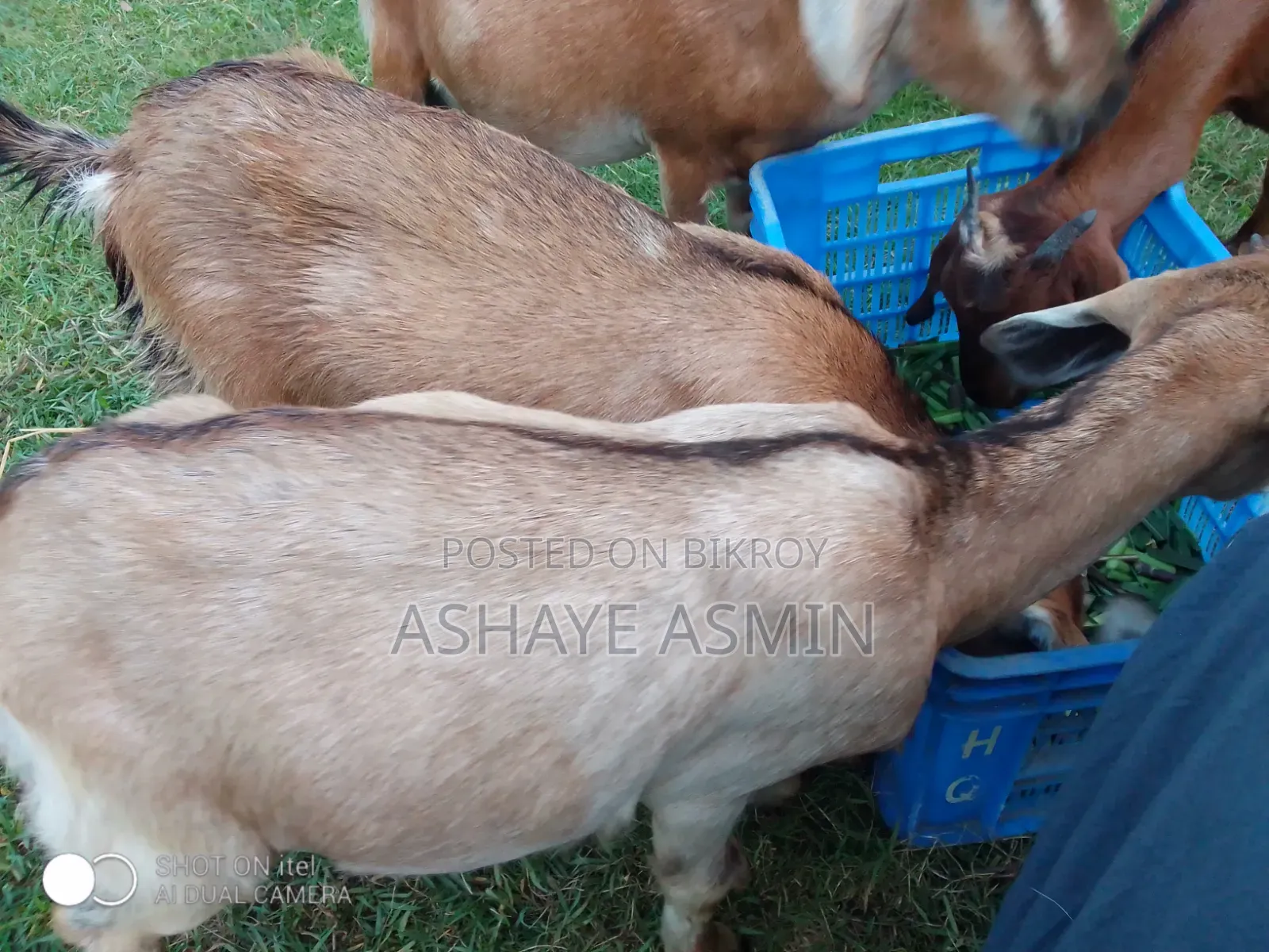 Goat for Sale