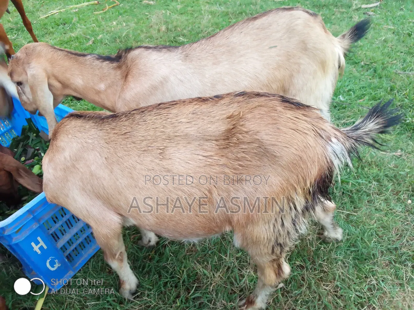 Goat for Sale