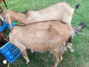 Goat for Sale