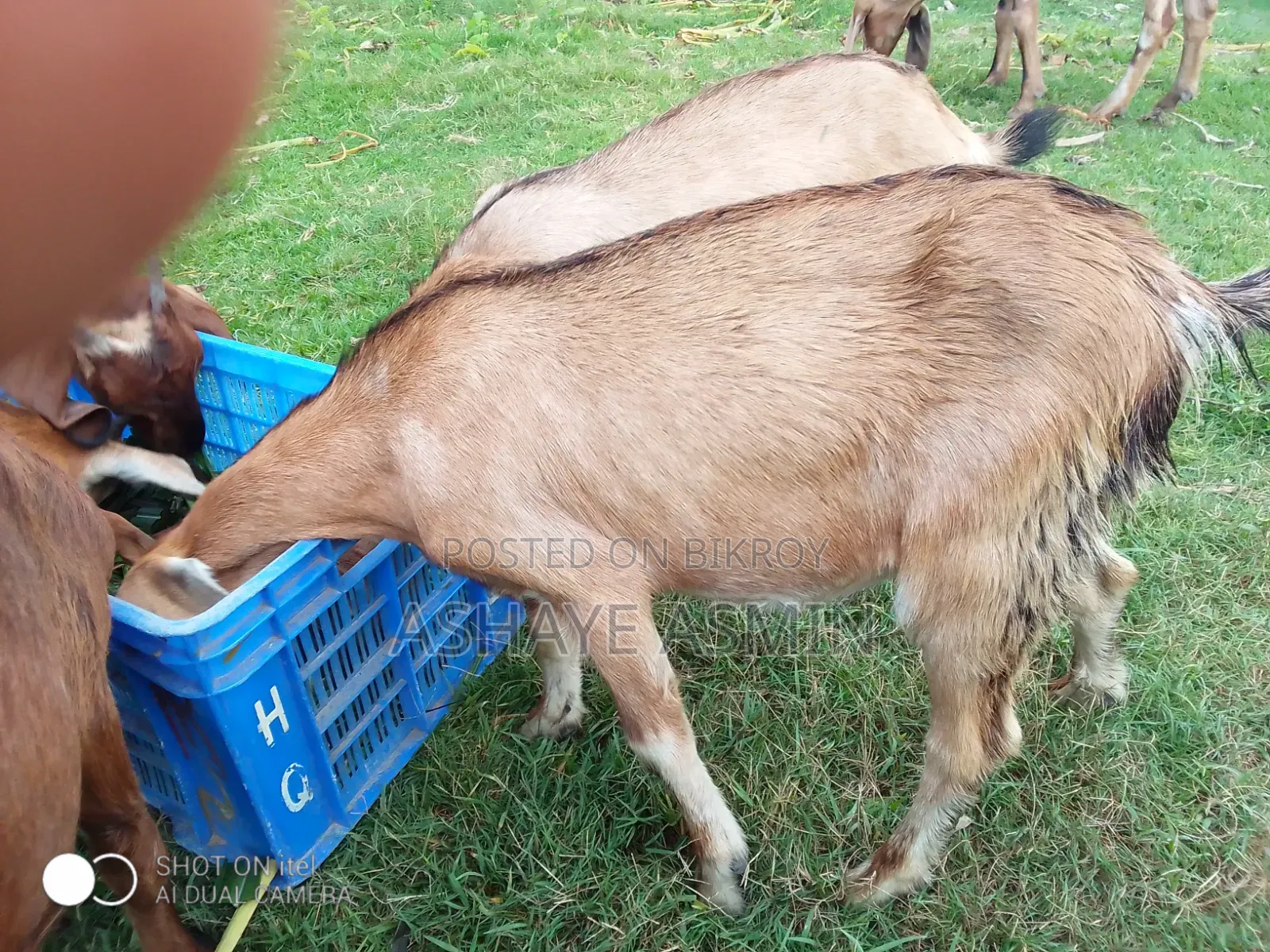 Goat for Sale