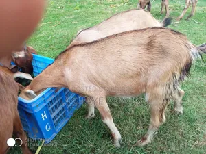 Goat for Sale