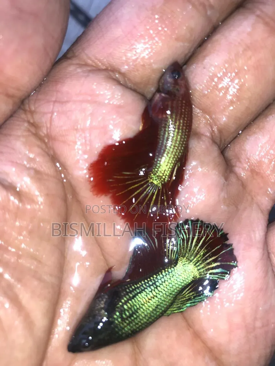New Adults Size Betta Fish