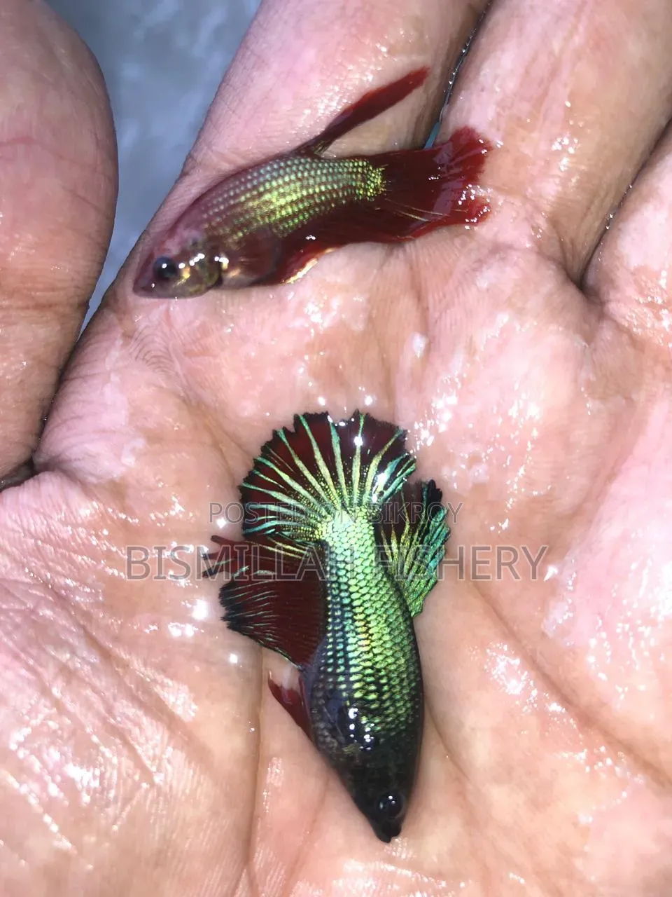 New Adults Size Betta Fish