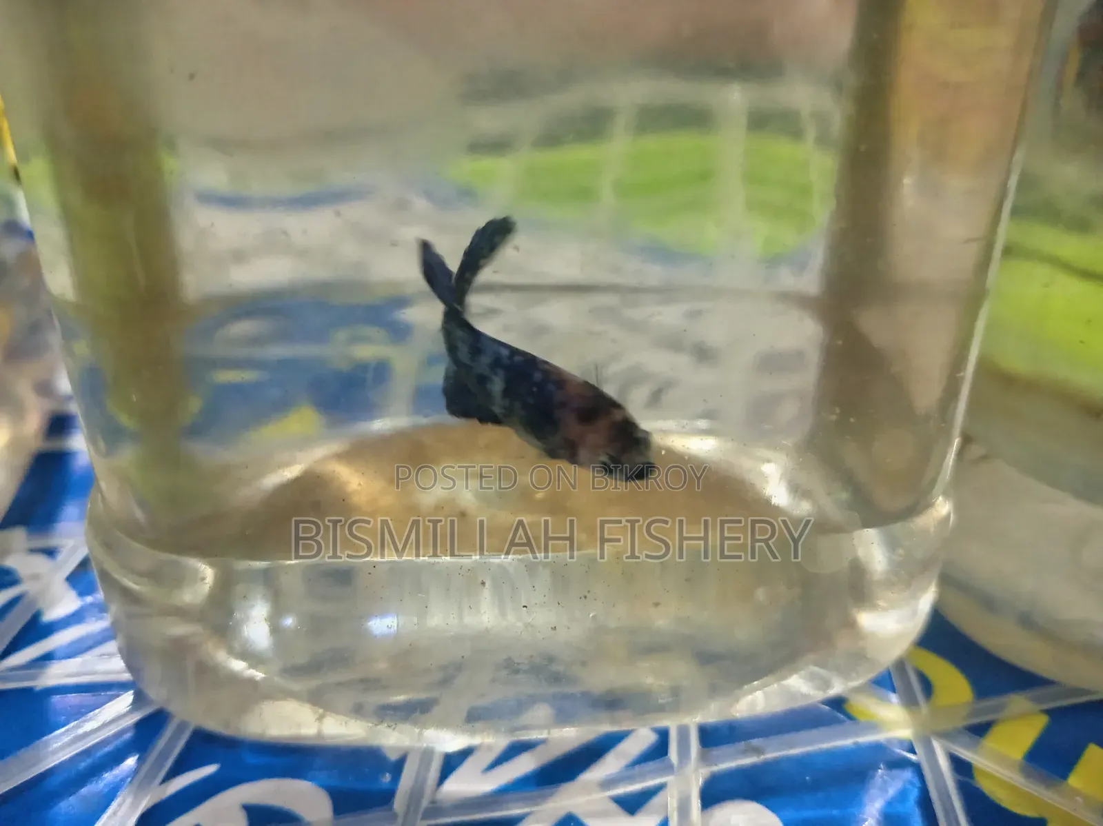 New Adults Size Betta Fish