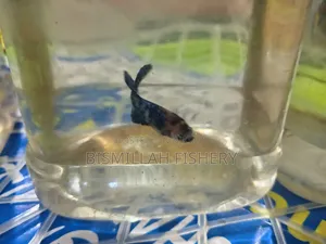 New Adults Size Betta Fish