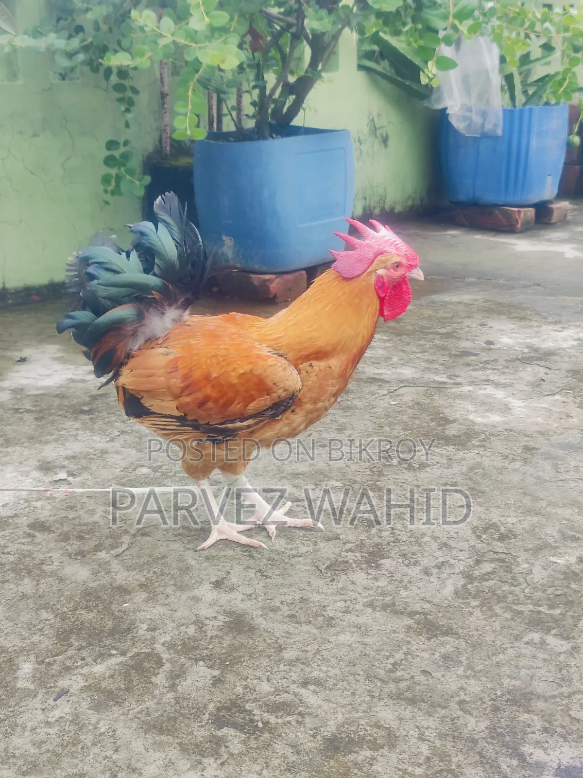 Rooster for Sale