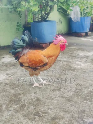 মোরগ বিক্রি হবে