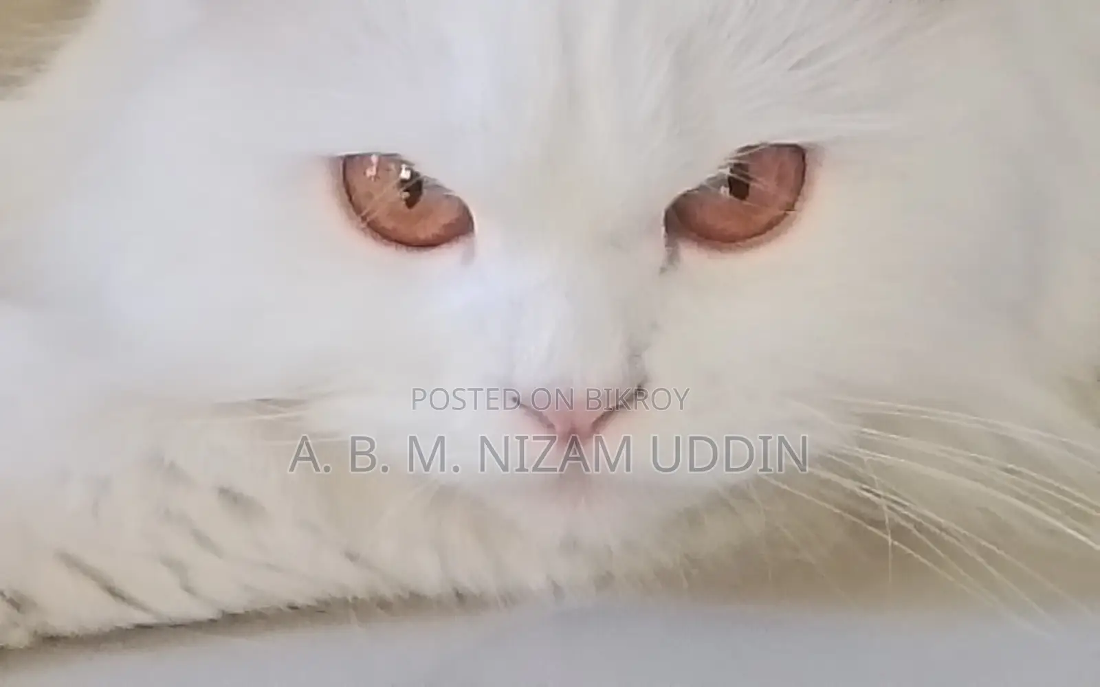 1+ Year Female Purebred Persian