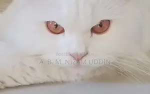 1+ Year Female Purebred Persian