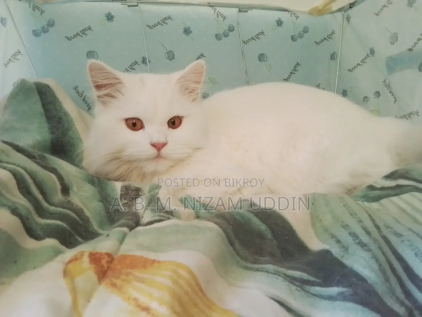 1+ Year Female Purebred Persian