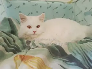 1+ Year Female Purebred Persian