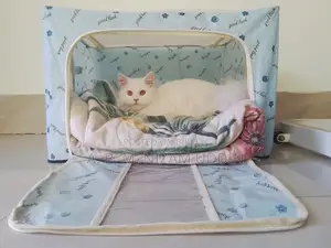 1+ Year Female Purebred Persian