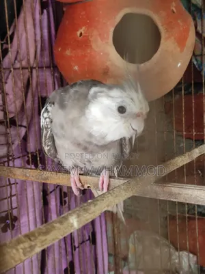 ৩ পিছ কোকাটেল বেবি টেমসাইজ
