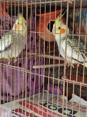 ৩ পিছ কোকাটেল বেবি টেমসাইজ